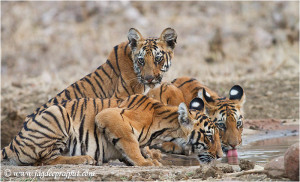 Royal Bengal Tiger Cubs