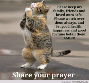 funny cat prayer