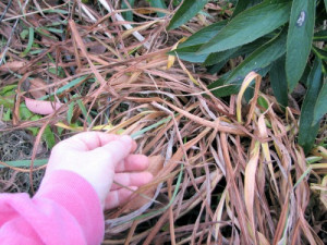 It is easier to weed grass out of daylilies when the daylilies have ...