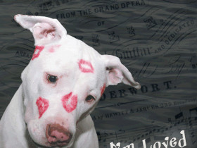 funny dog sayings photo: Happy Valentine's Day with Puppy Dog Kisses ...