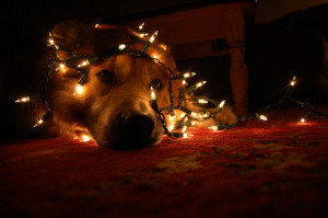 Funny-Dogs-And-Christmas-Lights-Christmas-Spirit-5.jpg