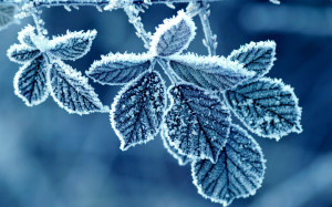 Frost Leaves Wallpapers Pictures Photos Images