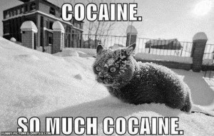 This cat is stoned.. | Funny Pictures and Quotes