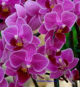 Learn from the orchids
