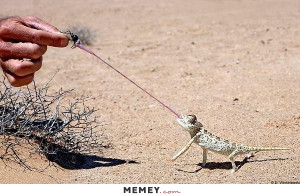 Funny Lizard