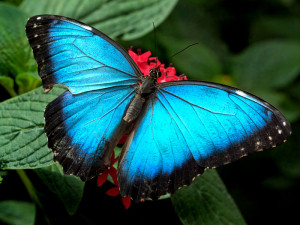 Wallpapers Of Butterflies. Blue Butterflies Wallpapers
