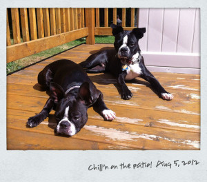 Boston Terriers Chilling The Wooden Patio Terrier Dogs