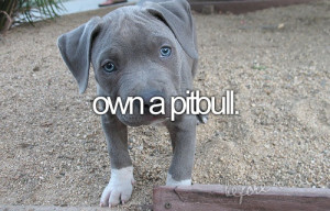 Pitbull Picture & Image | tumblr