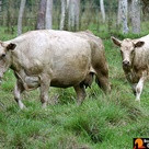 Cattle Guide Brahman Bull from Treasure Hammock Ranch