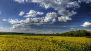 Download Storm clouds over wheat field, sky, summer, nature, 1920x1080 ...