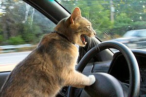 cat-driving-funny-cat.jpg