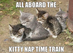All aboard the kitty nap time train. Four kittens napping together.