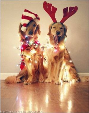 Merry Christmas Funny Dog Two funny christmas dogs.