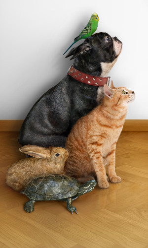 Different Animals Together in a Pets Picture