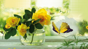 Yellow-rose-with-yellow-and-black-butterfly.jpg