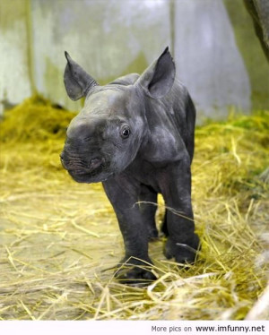 Rhino baby / Funny Pictures, Funny Quotes – Photos, Quotes, Images ...