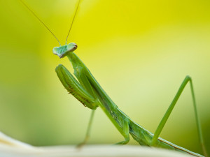 Lime green cannabis, color of praying mantises