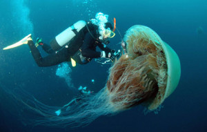... cooling saves data center $1 million, but is susceptible to jellyfish