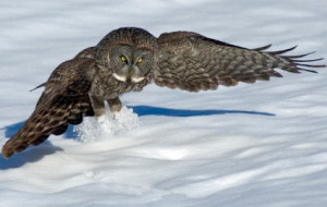 Hunting Great Gray Owl...