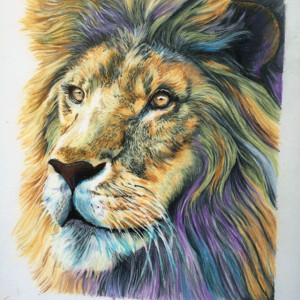 Colored Pencil Lion Drawings