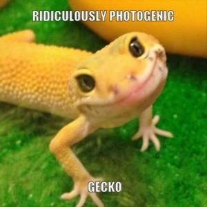 cute gecko, funny pictures
