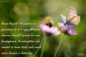 ... quotes free butterfly facebook status pictures butterfly images quotes