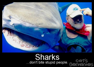 More belated Shark Week sayings