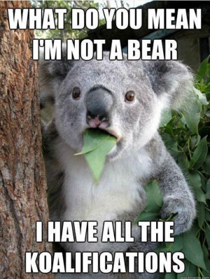 koala funny bear