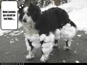 Winter Fur Length Funny Dog...