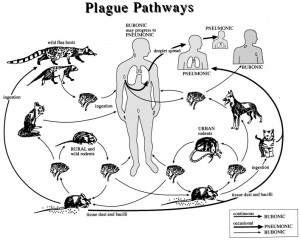 of Bubonic plague: History, Home Remedies, Bubonic Plague, Black Death ...