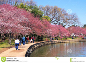 ... Results for: National Cherry Blossom Festival 2015 In Washington Dc