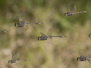 Steven / Flickr Where are these dragonflies headed? Probably south.