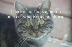 funny cat quotes snooze button