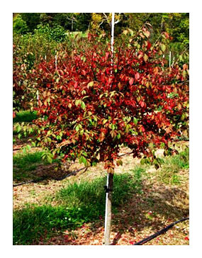 Choice Landscaping And Garden Center Trees