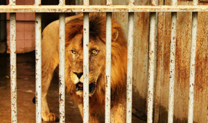 lion_cage
