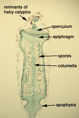 Moss Sporophyte Cross Section Labeled