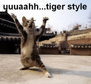 funny kung fu cat funny kung fu cat