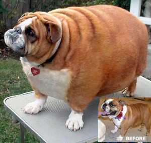 funny fat dogs