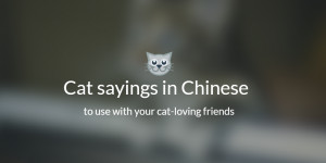 Cat sayings: 6 purrfect quotes in Chinese | NinchaneseNinchanese