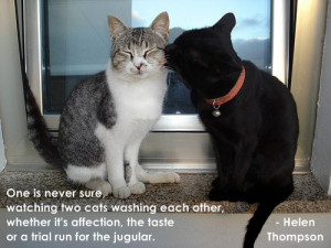 Cat Quote Images