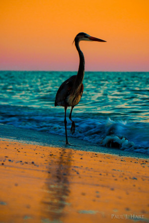 ... Blue Heron, The Ocean, Beautiful, At The Beach, Gulf Of Mexico, Birds