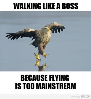 Walking like a boss because flying is too mainstream.