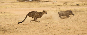 Related Pictures lion cheetah photos 4 lion cheetah and several ...