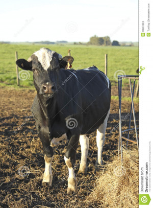 Beef Cattle Farm Design