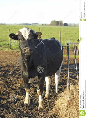 Beef Cattle Farm Design