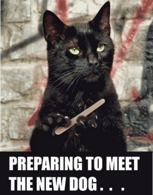 The Best Cat Pictures Online