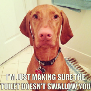 If you have a Vizsla, this is your bathroom break...