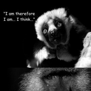 Inspirational Animal Quotes