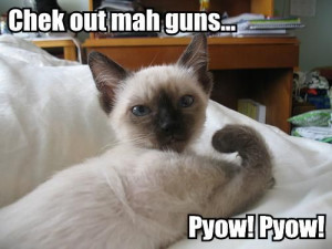 mean cats | MEAN CAT SAYINGS