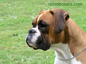funny boxer pictures dog 93 - Funny Boxer Pictures Dog
